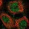 CREB Regulated Transcription Coactivator 1 antibody, NBP1-89865, Novus Biologicals, Immunofluorescence image 