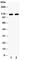 Desmoglein 3 antibody, R30643, NSJ Bioreagents, Western Blot image 