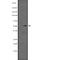 Interleukin 1 Receptor Associated Kinase 4 antibody, abx147585, Abbexa, Western Blot image 
