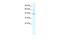 Potassium Channel Tetramerization Domain Containing 10 antibody, PA5-41064, Invitrogen Antibodies, Western Blot image 