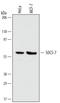 Suppressor Of Cytokine Signaling 7 antibody, MAB5809, R&D Systems, Western Blot image 