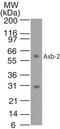 Ankyrin Repeat And SOCS Box Containing 2 antibody, PA1-41304, Invitrogen Antibodies, Western Blot image 