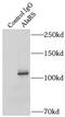 Alanyl-TRNA Synthetase antibody, FNab00276, FineTest, Immunoprecipitation image 