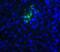 T Cell Immunoreceptor With Ig And ITIM Domains antibody, SD8827, ProSci, Immunofluorescence image 