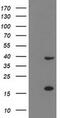 PDLI2 antibody, MA5-25515, Invitrogen Antibodies, Western Blot image 