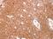 Glutathione S-transferase omega-1 antibody, PA5-31185, Invitrogen Antibodies, Immunohistochemistry paraffin image 