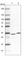 Tubulin Folding Cofactor B antibody, HPA041722, Atlas Antibodies, Western Blot image 