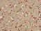 CDC42 Effector Protein 3 antibody, LS-C677451, Lifespan Biosciences, Immunohistochemistry paraffin image 