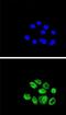 Exonuclease 1 antibody, abx031761, Abbexa, Immunocytochemistry image 