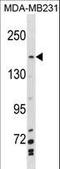MYB Binding Protein 1a antibody, LS-C157986, Lifespan Biosciences, Western Blot image 