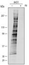 Phosphotyrosine antibody, APM1676, R&D Systems, Western Blot image 