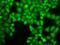 Eukaryotic Translation Initiation Factor 3 Subunit E antibody, GTX32579, GeneTex, Immunocytochemistry image 