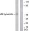 Dynactin Subunit 2 antibody, TA315072, Origene, Western Blot image 