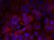 ERBB2 antibody, 79-442, ProSci, Immunofluorescence image 