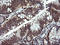 Mitogen-Activated Protein Kinase Kinase 1 antibody, LS-C338039, Lifespan Biosciences, Immunohistochemistry paraffin image 