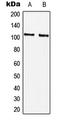 RIM antibody, LS-C353771, Lifespan Biosciences, Western Blot image 