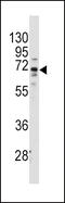 Frizzled Class Receptor 1 antibody, MBS9209165, MyBioSource, Western Blot image 