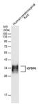 Insulin Like Growth Factor Binding Protein 6 antibody, PA5-78021, Invitrogen Antibodies, Western Blot image 