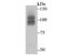 Chromodomain Helicase DNA Binding Protein 1 Like antibody, A05749-1, Boster Biological Technology, Western Blot image 