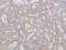 Ring Finger Protein 123 antibody, A09642-1, Boster Biological Technology, Immunohistochemistry frozen image 