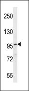 Family With Sequence Similarity 83 Member G antibody, PA5-48644, Invitrogen Antibodies, Western Blot image 