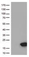 Age-Related Maculopathy Susceptibility 2 antibody, LS-C793126, Lifespan Biosciences, Western Blot image 