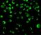 Interferon Regulatory Factor 8 antibody, GTX31696, GeneTex, Immunocytochemistry image 