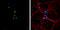 Prospero Homeobox 1 antibody, GTX129143, GeneTex, Immunocytochemistry image 