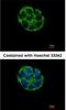 Ankyrin Repeat And SOCS Box Containing 5 antibody, NBP1-32603, Novus Biologicals, Immunofluorescence image 