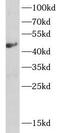 Argininosuccinate Lyase antibody, FNab00641, FineTest, Western Blot image 