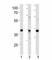 Neuronal Differentiation 1 antibody, F47843-0.4ML, NSJ Bioreagents, Western Blot image 