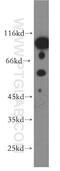 DiGeorge Syndrome Critical Region Gene 2 antibody, 13705-1-AP, Proteintech Group, Western Blot image 