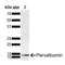 Parvalbumin antibody, NBP2-79824, Novus Biologicals, Western Blot image 