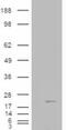 Cofilin 2 antibody, 45-036, ProSci, Enzyme Linked Immunosorbent Assay image 