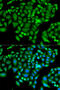 Chromatin Assembly Factor 1 Subunit B antibody, 22-090, ProSci, Immunofluorescence image 