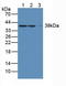 Arginase 2 antibody, LS-C292935, Lifespan Biosciences, Western Blot image 