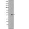 G Protein-Coupled Receptor 84 antibody, abx147334, Abbexa, Western Blot image 