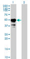 Signal Transducing Adaptor Molecule antibody, LS-C105059, Lifespan Biosciences, Western Blot image 