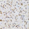 Ephrin B2 antibody, LS-C334204, Lifespan Biosciences, Immunohistochemistry frozen image 