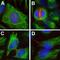 Aurora Kinase B antibody, M00762-2, Boster Biological Technology, Immunofluorescence image 