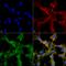 Citrulline antibody, LS-C775583, Lifespan Biosciences, Immunocytochemistry image 