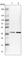 Eukaryotic Translation Initiation Factor 3 Subunit I antibody, HPA029939, Atlas Antibodies, Western Blot image 