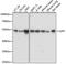 Lipase member H antibody, 15-936, ProSci, Western Blot image 