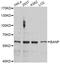 BTG3 Associated Nuclear Protein antibody, A4807, ABclonal Technology, Western Blot image 