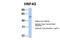 Hepatocyte Nuclear Factor 4 Gamma antibody, 30-082, ProSci, Western Blot image 