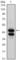 GATA Binding Protein 1 antibody, abx015868, Abbexa, Western Blot image 