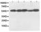 Caspase 8 antibody, PA1308, Boster Biological Technology, Western Blot image 