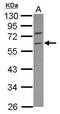 Tripartite Motif Containing 69 antibody, GTX117303, GeneTex, Western Blot image 