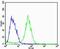 Adrenoceptor Alpha 1D antibody, PA5-72171, Invitrogen Antibodies, Flow Cytometry image 