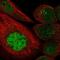 Transcription Factor AP-2 Beta antibody, NBP1-89063, Novus Biologicals, Immunofluorescence image 